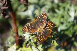 Phyciodes pulchella (6156919109).jpg