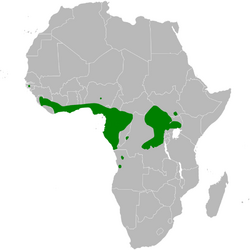 Phyllastrephus albigularis distribution map.png