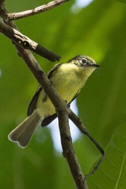 Phylloscartes flavovirens - Yellow-green Tyrannulet; Panamá.jpg