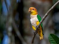 Pionites leucogaster - White-bellied Parrot; Rio Branco, Acre, Brazil.jpg