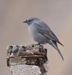 Plumbeous Sierra-finch.jpg