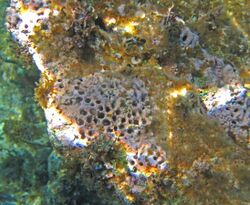 Porolithon pachydermum (calcareous red algae) (San Salvador Island, Bahamas) 4 (16053320071).jpg