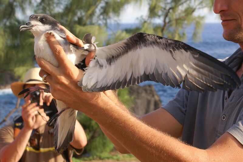 File:Pterodroma baraui (fledgling before releasing).JPG