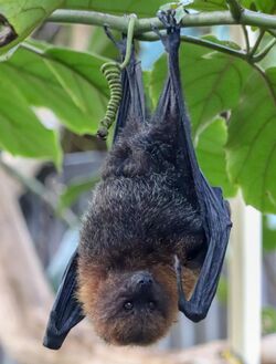 A large bat hangs from a tree
