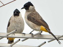 Pycnonotus aurigaster pair.JPG