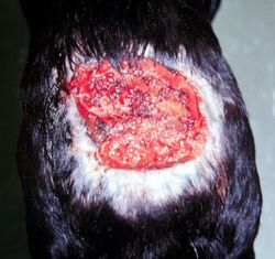 Ulcerative and destructive skin lesion in a dog caused by "Pythium insidiosum"