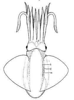 Reconstruction of trachyteuthis hastiformis.jpg