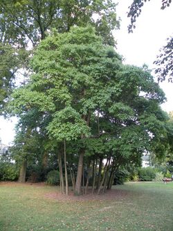 Rennes ParcOberthur Sassafras albidum.jpg