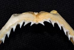 Rhizoprionodon lalandii upper teeth.jpg