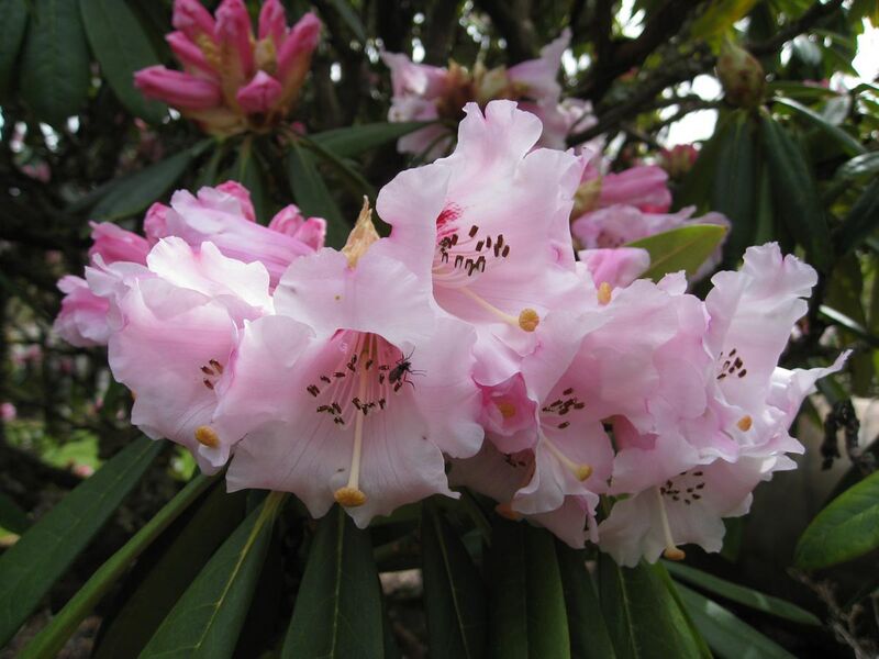 File:Rhododendron calophytum (1).jpg