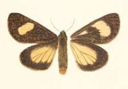 Rhosus posticus 1896.jpg