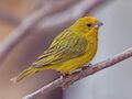 Saffron finch (Sicalis flaveola) male.JPG