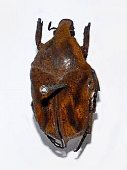 Scarabaeidae - Hoplopyga brasiliensis.JPG