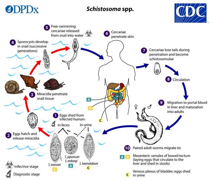 File:Schistosomiasis life cycle.png