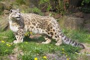 Spotted snow leopard standing in the grass