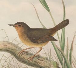 Sericornis arfakiana - The Birds of New Guinea (cropped).jpg