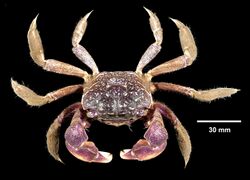 Purple marsh crab (Sesarma reticulatum)