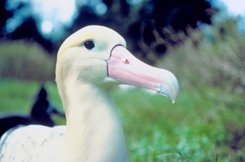 File:Short-tailed Albatross (Phoebastria albatrus).jpg