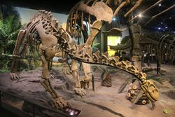 Shunosaurus-Tianjin Natural History Museum.jpg