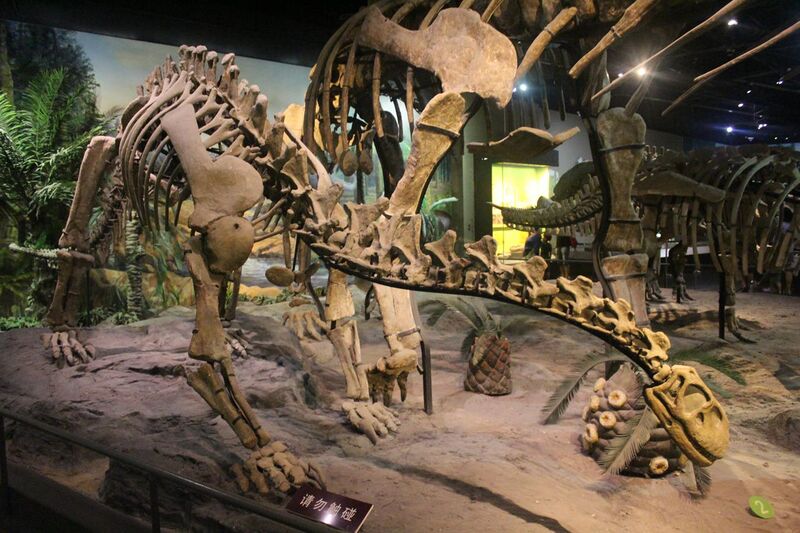 File:Shunosaurus-Tianjin Natural History Museum.jpg