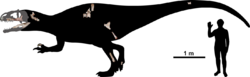 Siamraptor-human size comparison.png