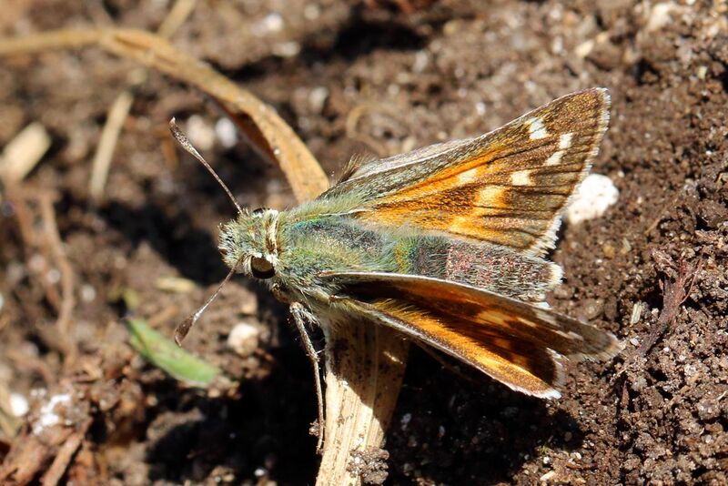 File:Silver-spotted skipper butterfly (Hesperia comma) female.jpg