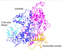 Skida1 3D structure.png