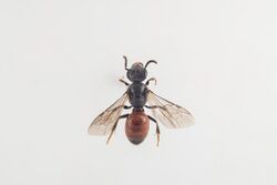 Sphecodes hyalinatus.jpg