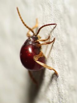 Spider Beetle (14430233959).jpg