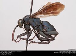 Spider wasp female (Pompilidae, Allochares azureus) (40971188961).jpg
