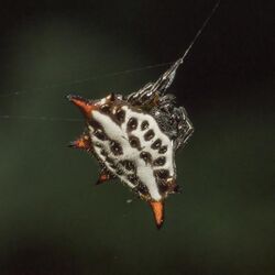 Spiny-backed orb-weaver (Gasteracantha sanguinolenta) female dorsal Principe.jpg