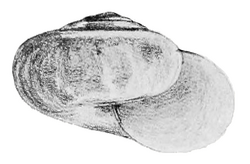 Trochomorphoidea is a taxonomic superfamily of small to large terrestrial pulmonate gastropod mollusks, that belong to the infraorder Limacoidei