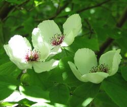 Stewartia malacodendron.jpg