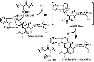 Strictosidine synthase mechanism.