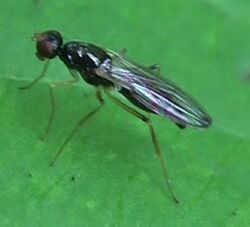 Strongylophthalmyia ustulata (2) - 2013-07-28.jpg