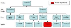 Syngamidae Taxonomy chart.JPG