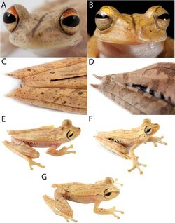 Systematics-of-treefrogs-of-the-Hypsiboas-calcaratus-and-Hypsiboas-fasciatus-species-complex-(Anura-ZooKeys-370-001-g015.jpg