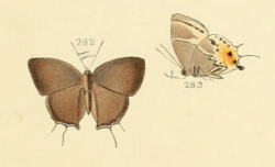 Terenthina terentia from Illustrations of diurnal Lepidoptera 52.png