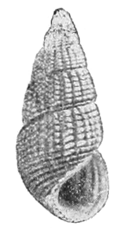 Tylomelania zeamais shell.png