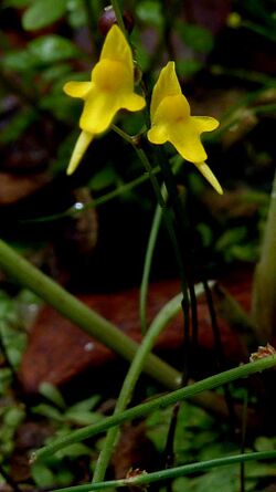 Utricularia pusilla Vahl - Flickr - Alex Popovkin, Bahia, Brazil (8).jpg