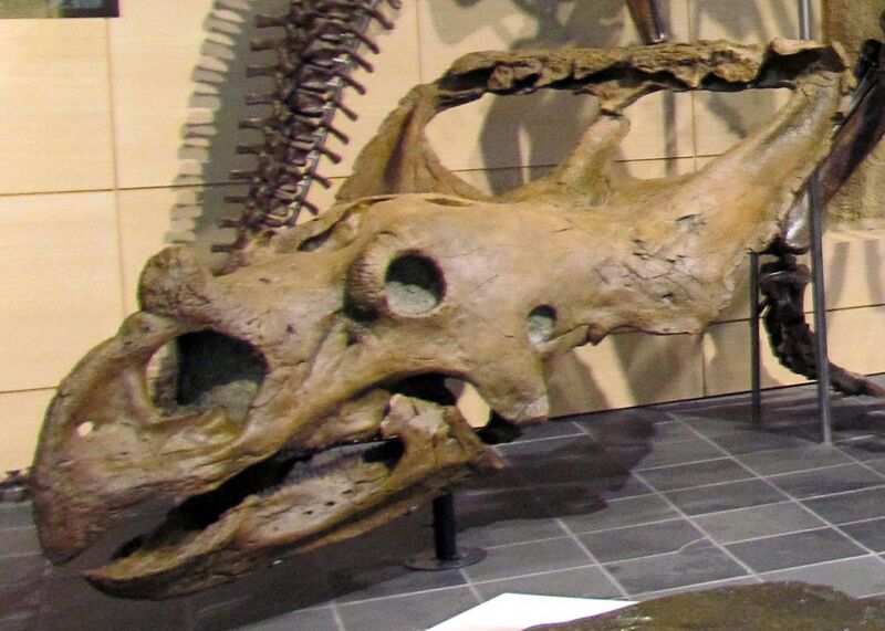 File:Vagaceratops irvinensis, skull.jpg