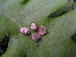 Wakefieldia macrospora 53750.jpg