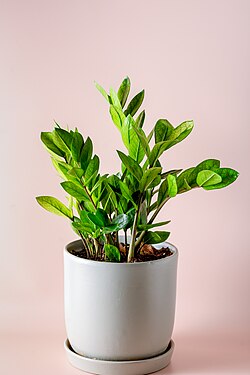 Zamioculcas zamiifolia ‘Chameleon’ in a grey pot.