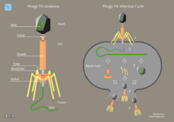11 Hegasy Phage T4 Wiki E CCBYSA.png