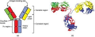 diagram showing the Y-shaped antibody. The variable region, including the antigen-binding site, is the top part of the two upper light chains. The remainder is the constant region.