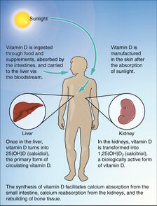 614 Synthesis of Vitamin D.jpg