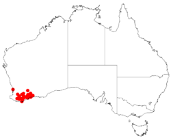 "Acacia laricina" occurrence data from Australasian Virtual Herbarium
