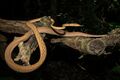 Ahaetulla prasina - Asian vine snake (orange morph).jpg