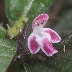 Ajugoides humilis (flower s10).jpg