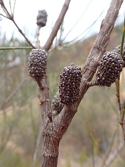 Allocasuarina brachystachya mature.jpg